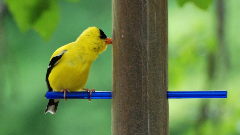 Goldfinch_5830