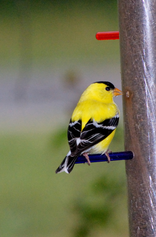 Goldfinch_5944