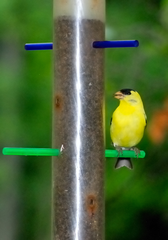 Goldfinch_6492