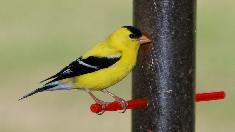 Goldfinch_6493