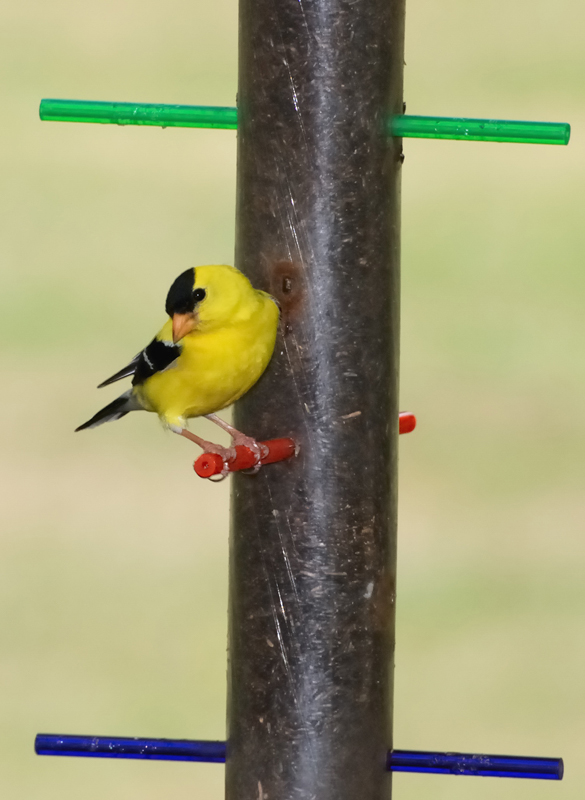 Goldfinch_6495