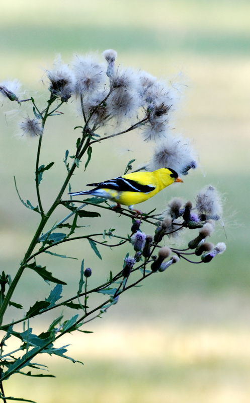 Goldfinch_7441