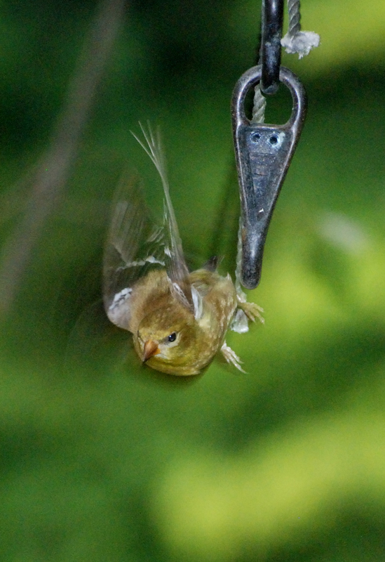 Goldfinch_8342_Divebomb