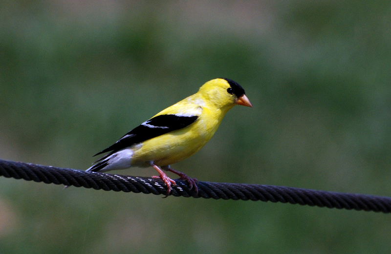 Goldfinch_9666