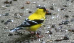 Goldfinch_2910