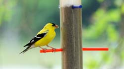 Goldfinch_5151