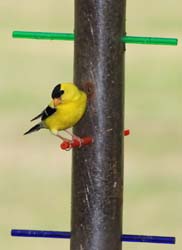 Goldfinch_6495