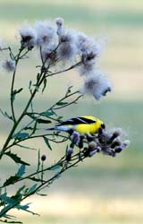 Goldfinch_7447