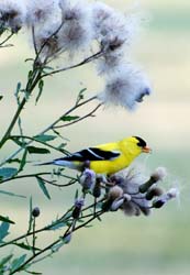 Goldfinch_7454