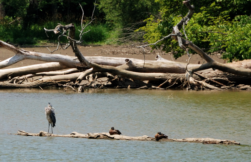 GreatBlueHeron&Ducks_7228