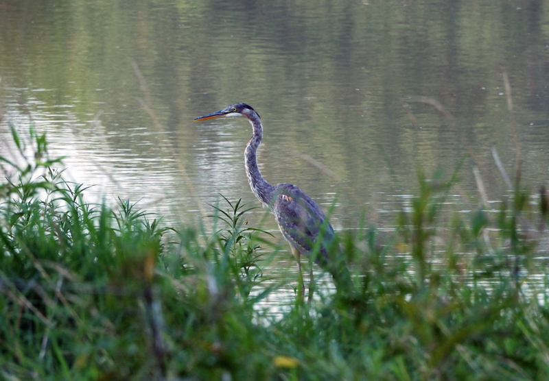 GreatBlueHeron_0236