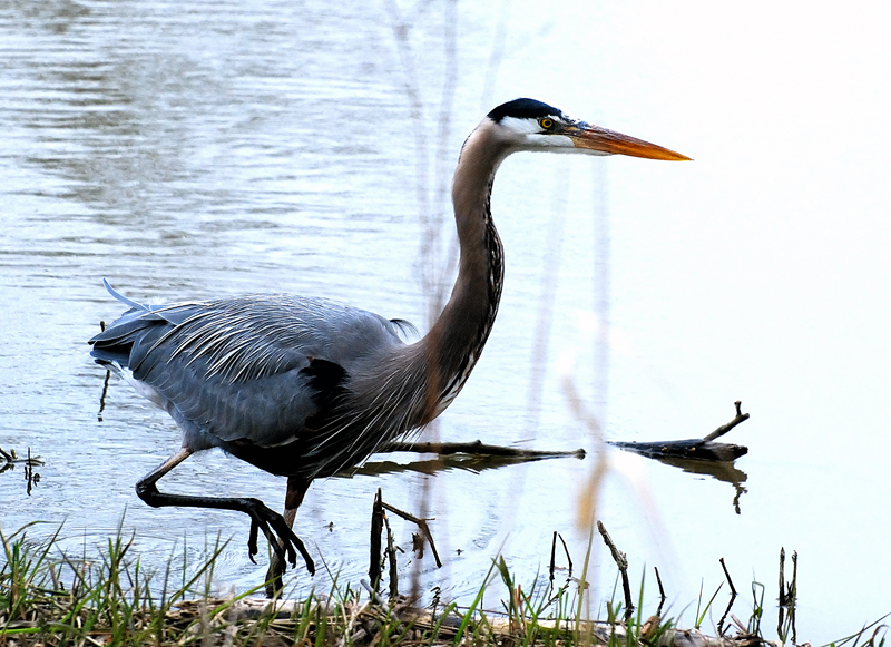 GreatBlueHeron_10710001