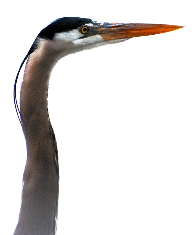 GreatBlueHeron_10780001