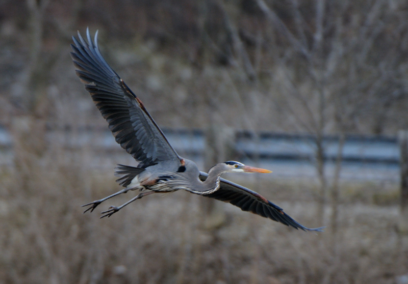 GreatBlueHeron_5852