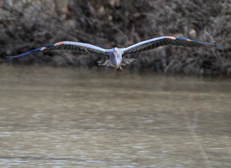 GreatBlueHeron_6010