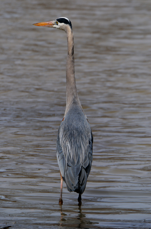 GreatBlueHeron_6156