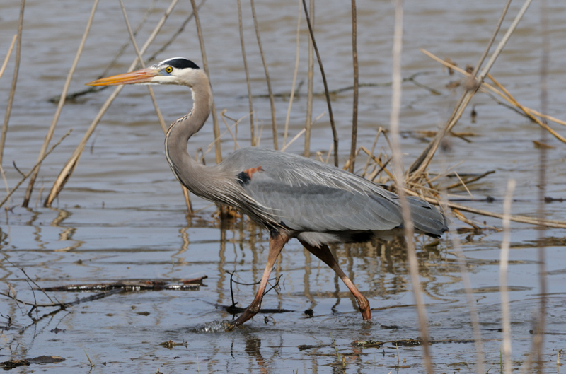 GreatBlueHeron_6194