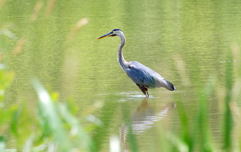 GreatBlueHeron_7147