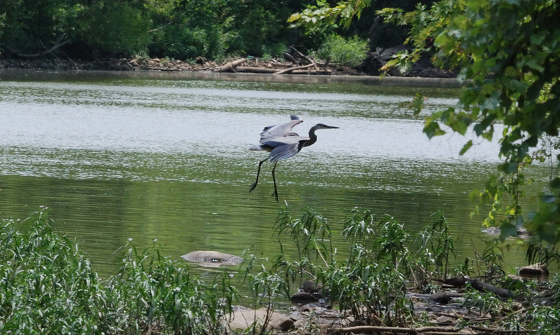 GreatBlueHeron_7218