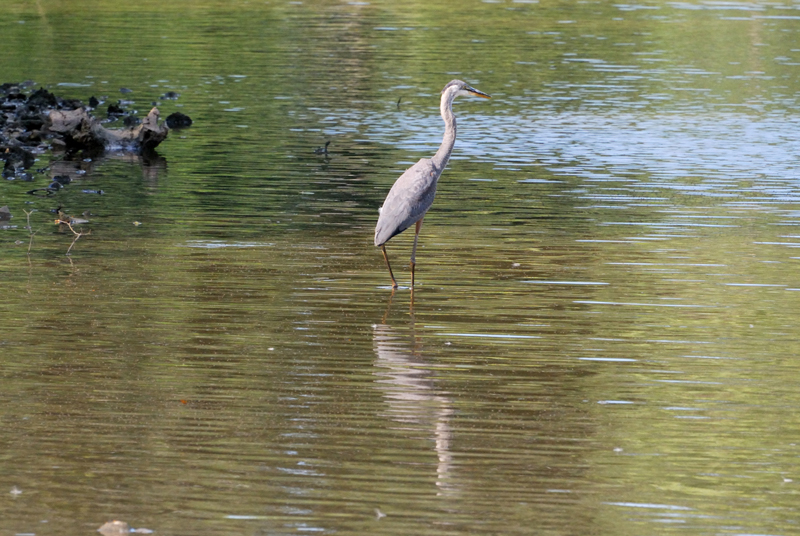 GreatBlueHeron_7797