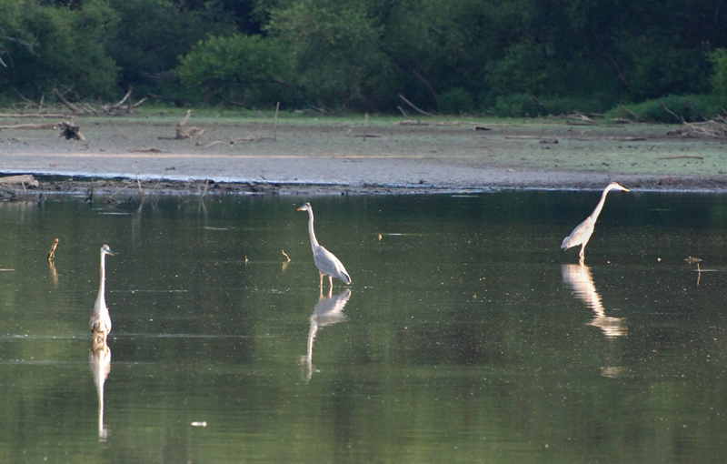 GreatBlueHeron_7921