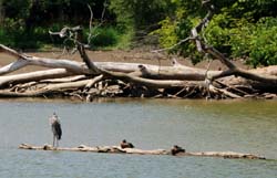 GreatBlueHeron&Ducks_7228