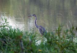 GreatBlueHeron_0236