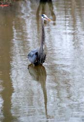 GreatBlueHeron_10580001