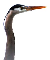 GreatBlueHeron_10780001