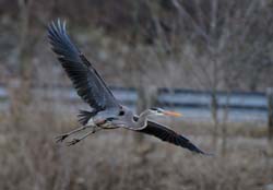 GreatBlueHeron_5852