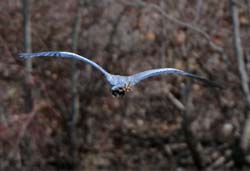 GreatBlueHeron_6055
