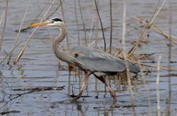 GreatBlueHeron_6194