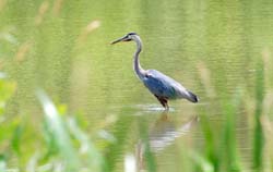 GreatBlueHeron_7147