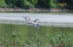 GreatBlueHeron_7216