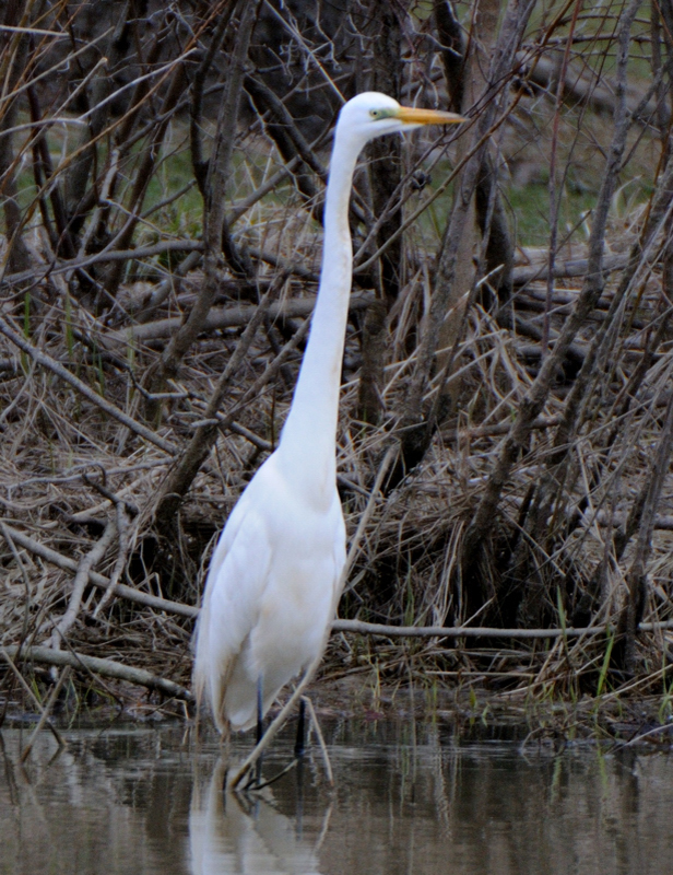 GreatEgret_5293