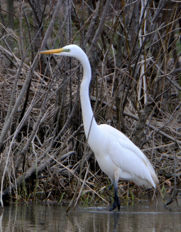 GreatEgret_5312