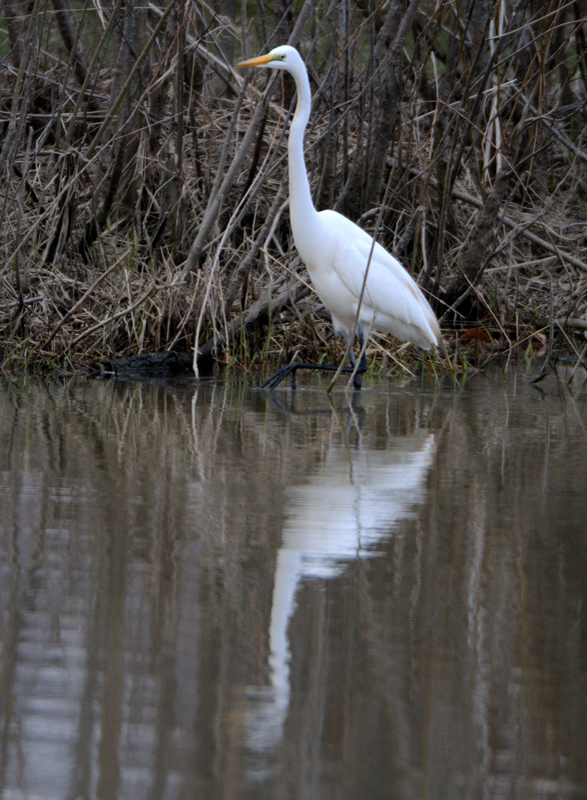 GreatEgret_5330