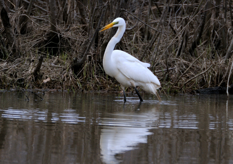 GreatEgret_5343