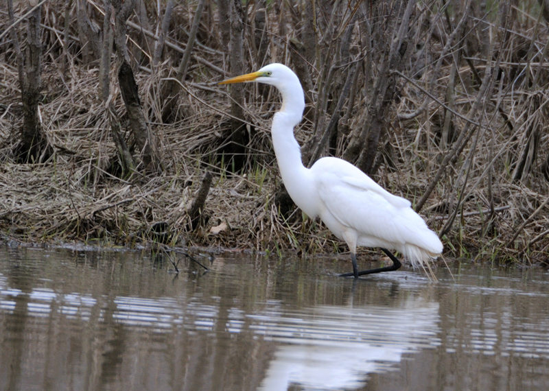 GreatEgret_5347