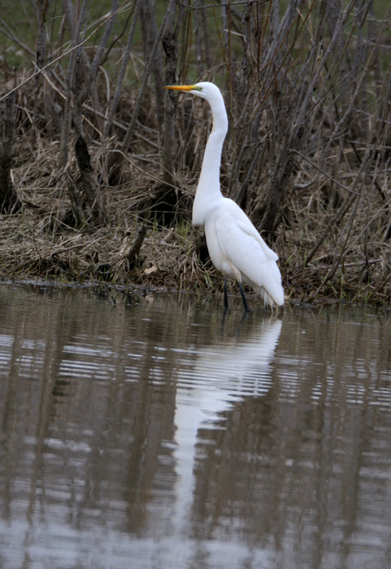 GreatEgret_5352