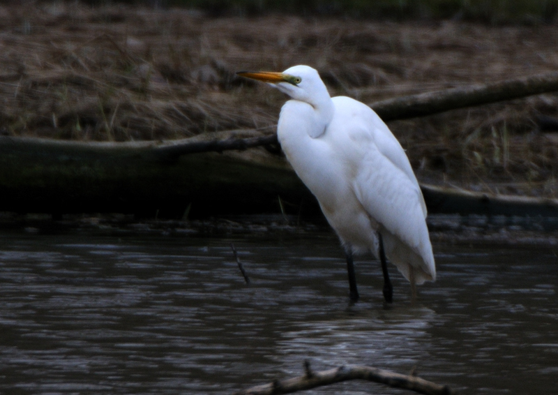 GreatEgret_5644