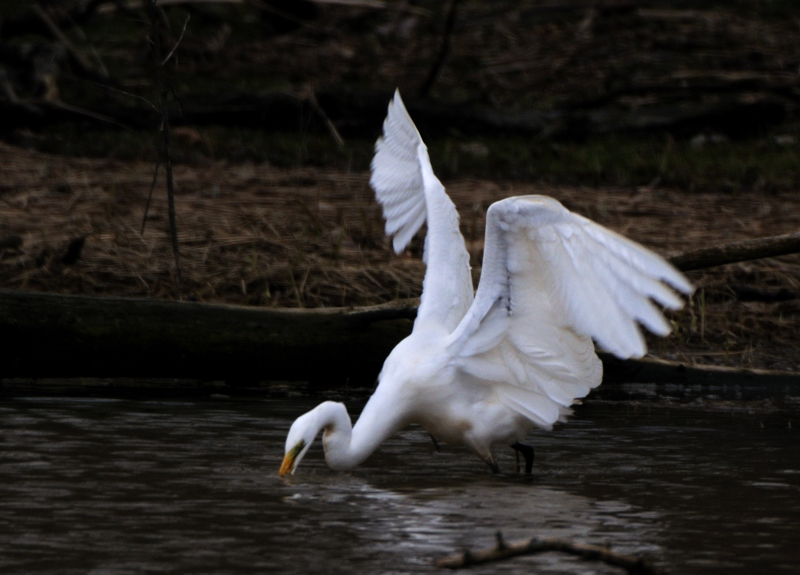 GreatEgret_5646