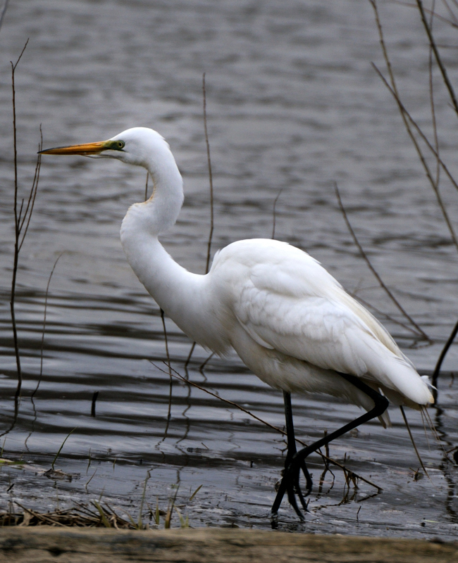 GreatEgret_5686