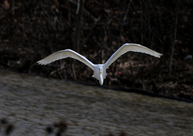 GreatEgret_5964