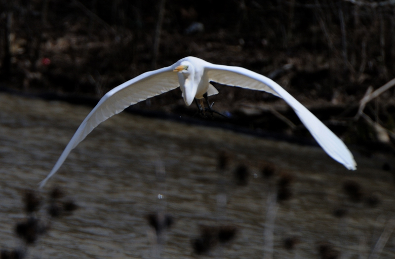 GreatEgret_5966