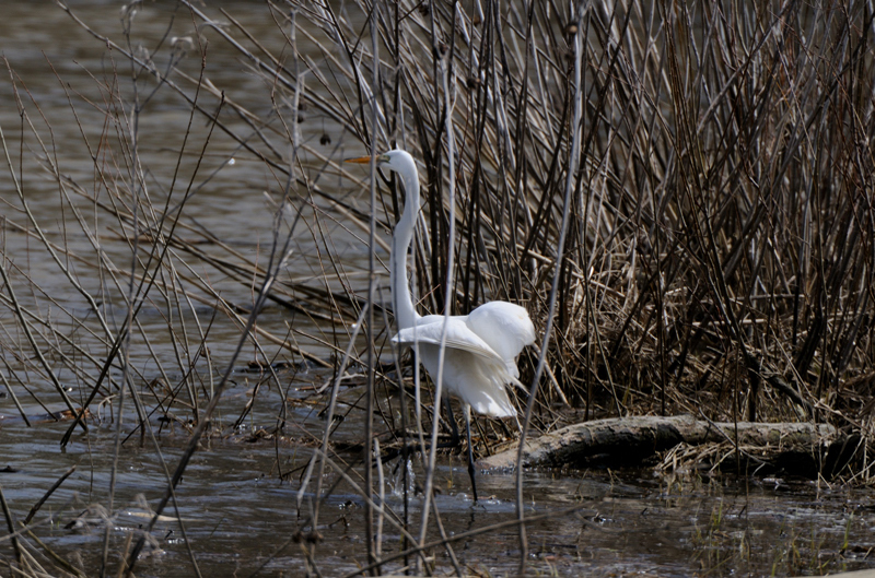 GreatEgret_5976