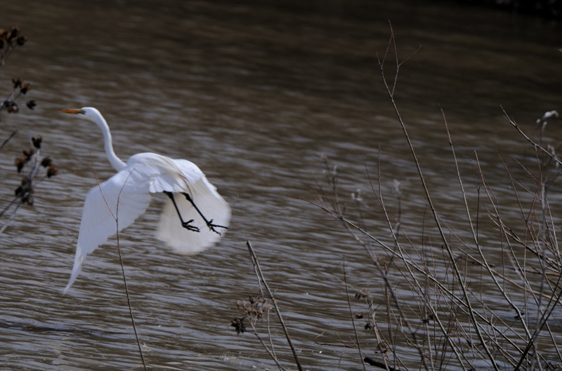 GreatEgret_5982