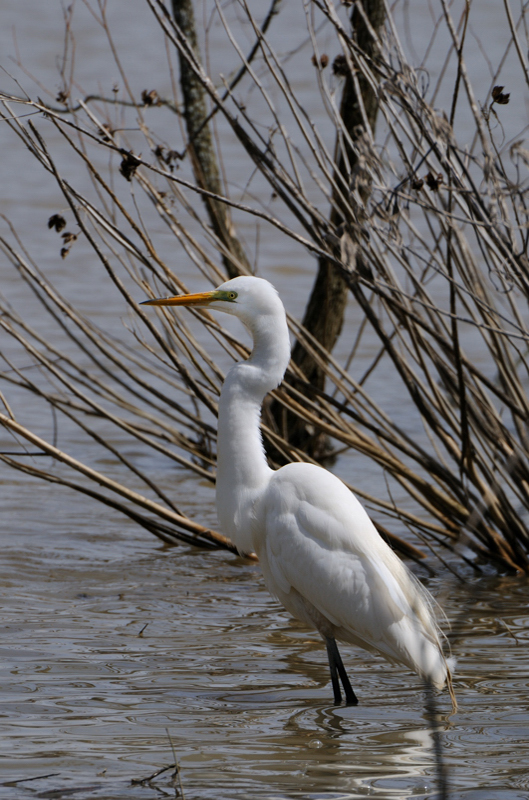 GreatEgret_6030