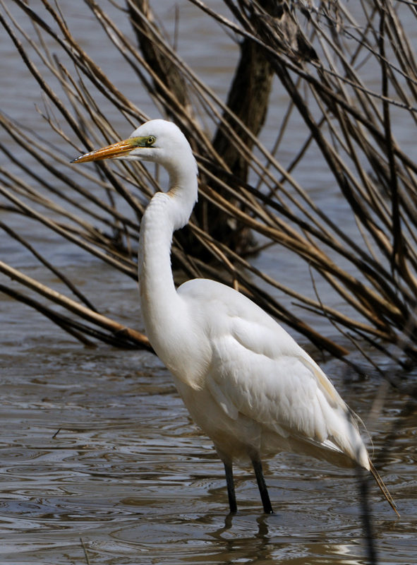 GreatEgret_6035