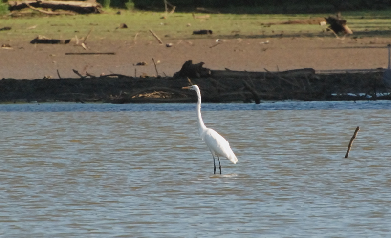 GreatEgret_8476